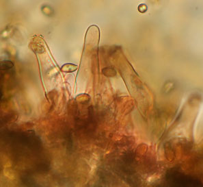 Inocybe pseudodestricta